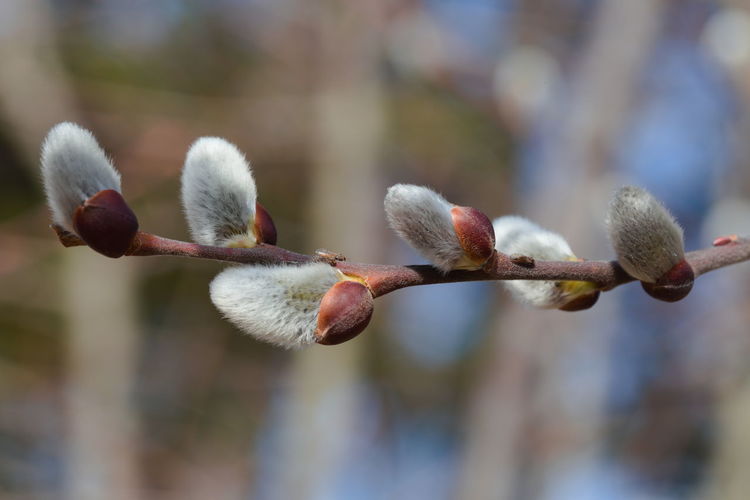Close-up of willow flower buds growing on tree.