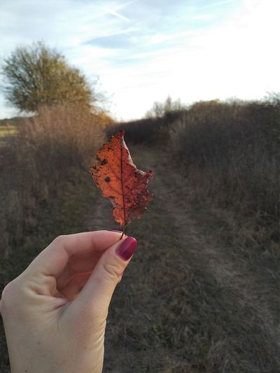 Midsection of person holding maple leaf during autumn