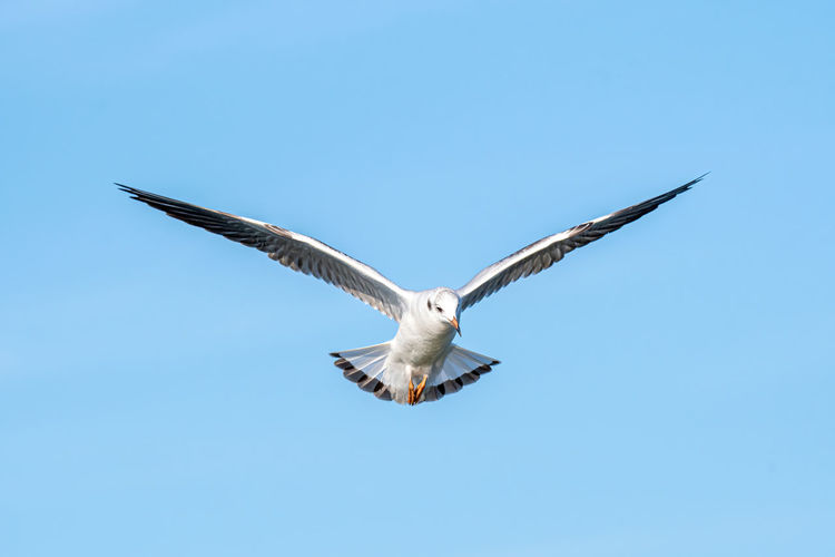Low angle view of seagull flying in sky