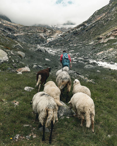 Rear view of people walking on land against mountains