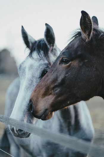 Close-up of two horses