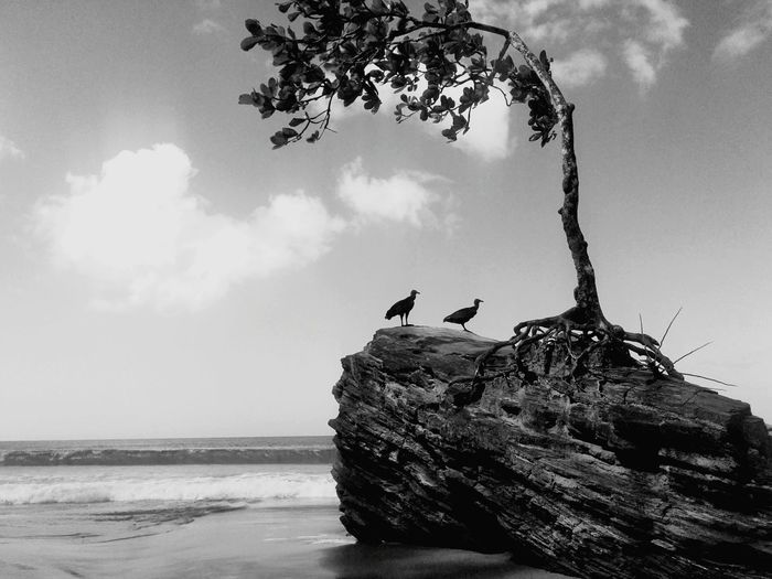 Vultures on rock at shore