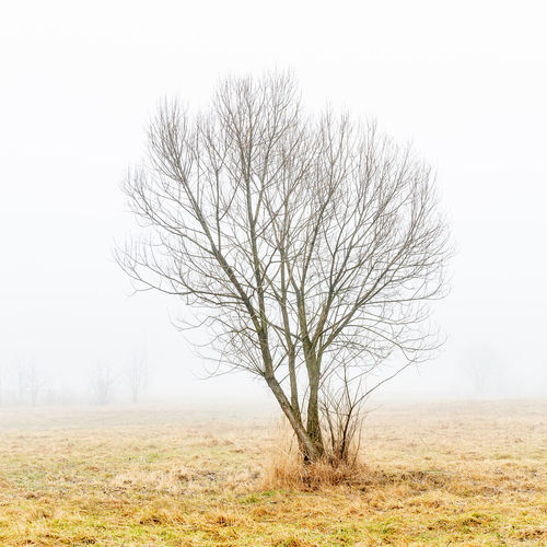 Bare tree on field against clear sky