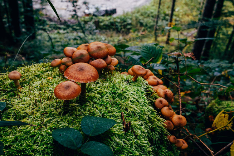 Closeup of mushrooms on moss in forest