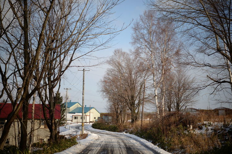 Road amidst bare trees and buildings against sky
