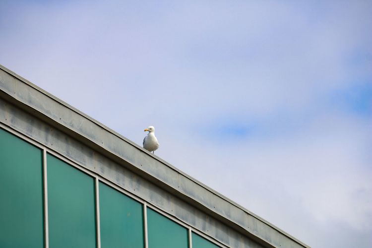 The bird and the sky