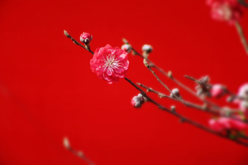 Flowers blooming on red background