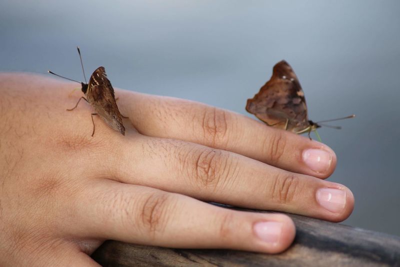 Close-up of butterflies on hand