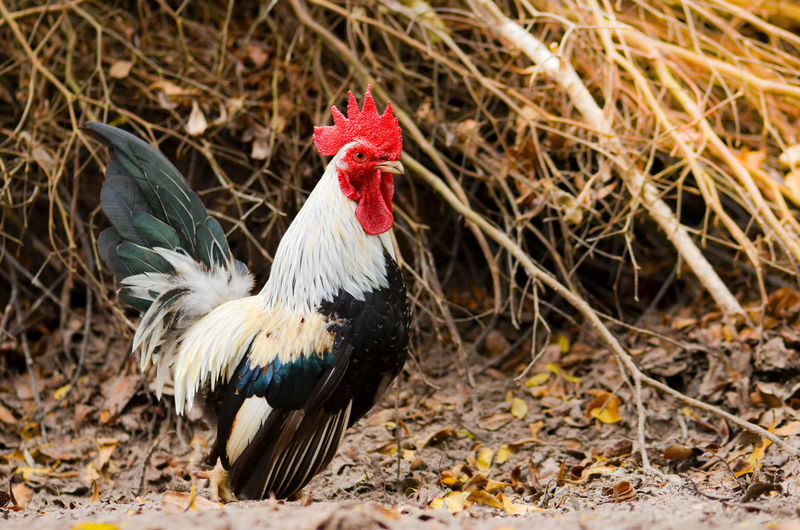 Close-up of rooster at farm