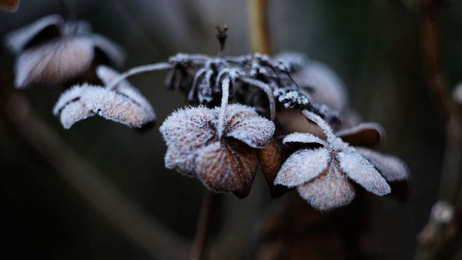 Waiting for springtime, close up of frozen flower