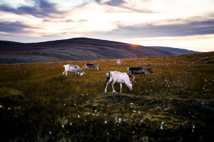 Animals on grassy field against sky
