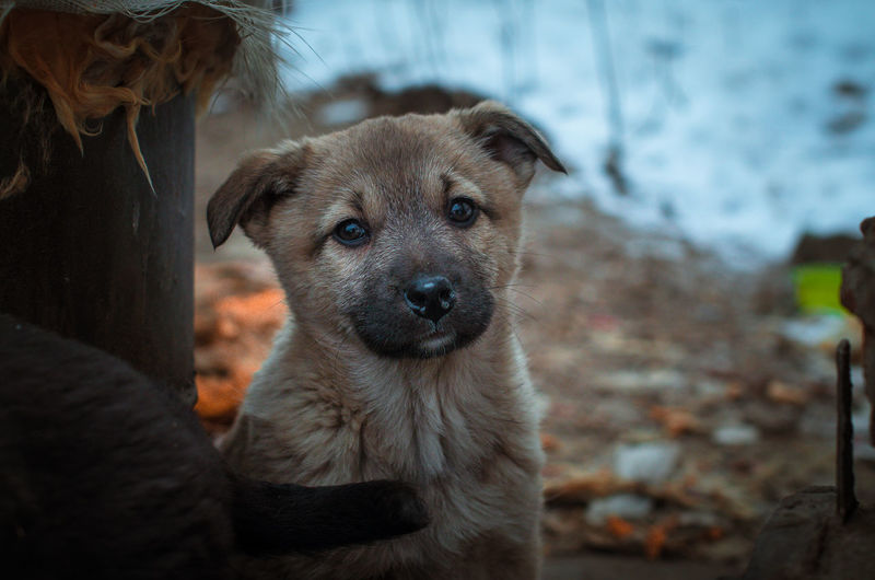 Portrait of puppy