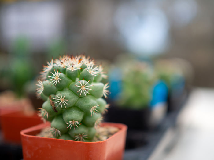 A close up of a cactus on a blurred background