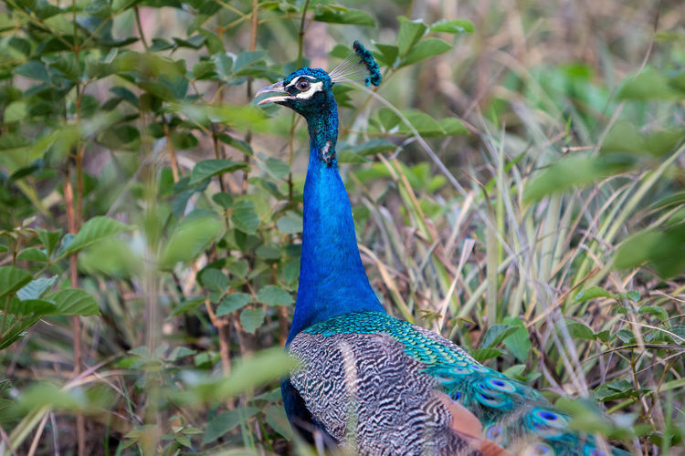 Close-up of a peacock