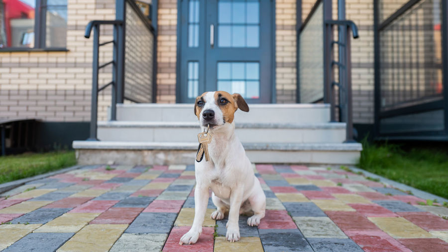 Dog jack russell terrier is sitting at the door holding the keys to the house.