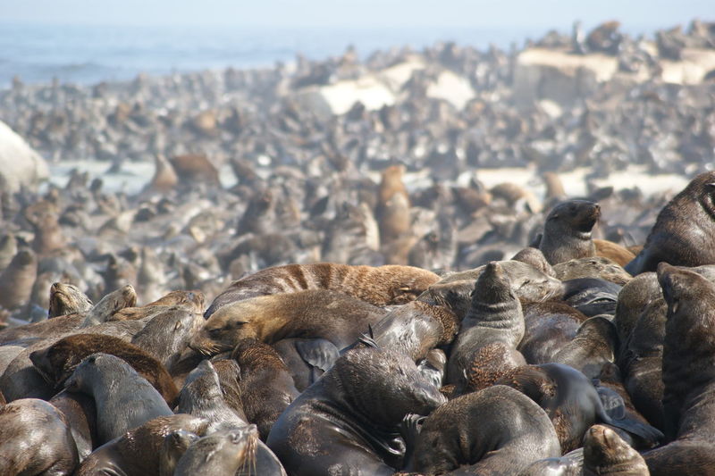 Seals resting on shore