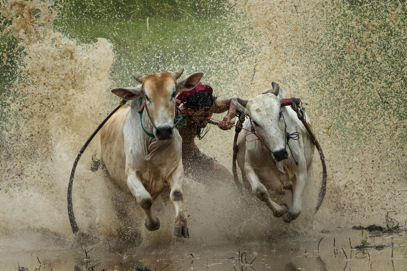 Man with bulls running from puddle during race
