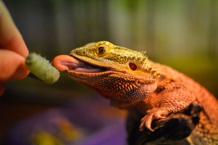 Close-up of bearded dragon tongue out