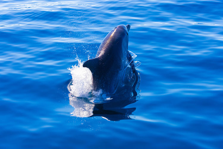 Common bottlenose dolphin surfacing on the adriatic sea in croatia