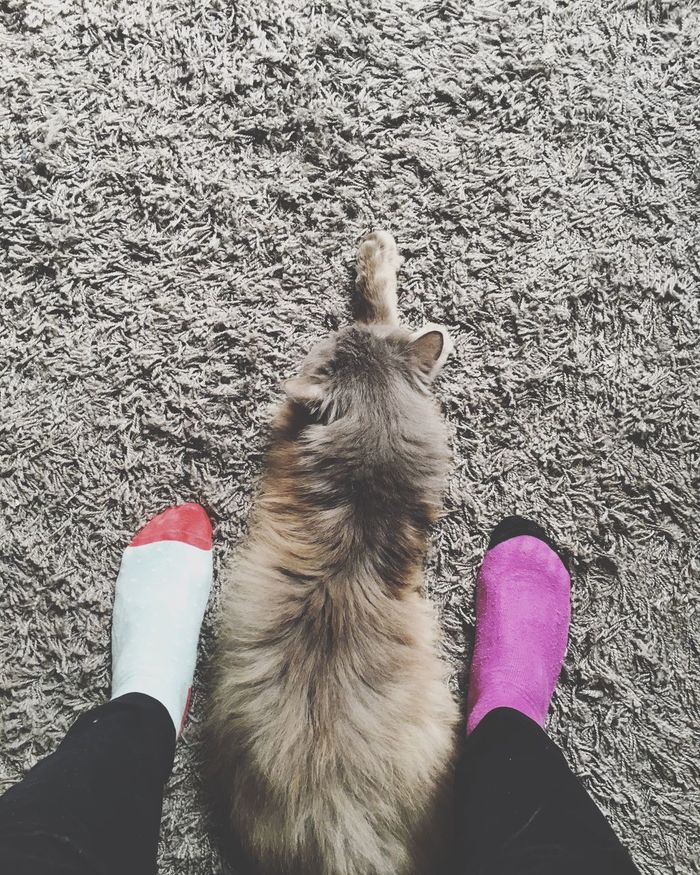 Low section of human legs and dog