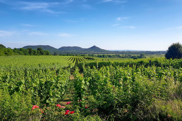 Scenic view of vineyard against sky