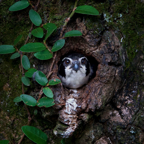 Close-up portrait of bird on tree trunk