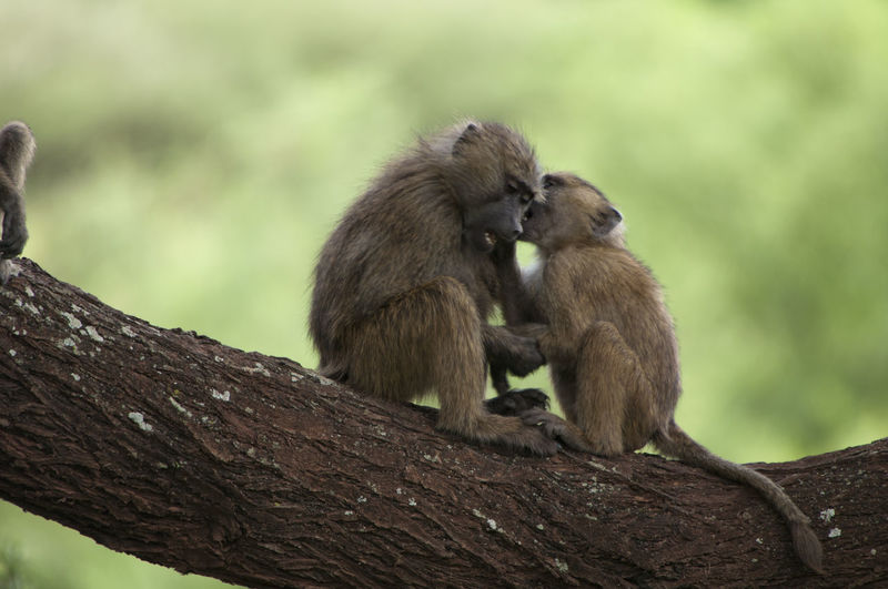 Monkeys sitting on branch at forest