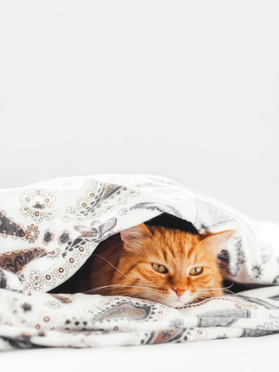 Cute ginger cat lying under blanket in bed. fluffy pet comfortably settled to sleep. copy space.