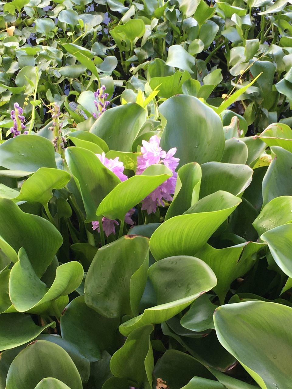 CLOSE-UP OF GREEN FLOWERING PLANTS