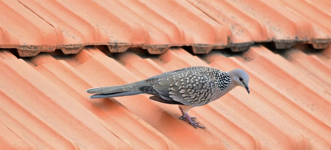 Spotted dove perching on roof
