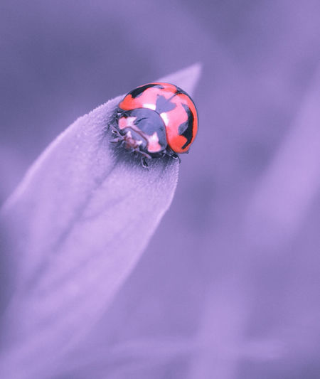 Art ladybug