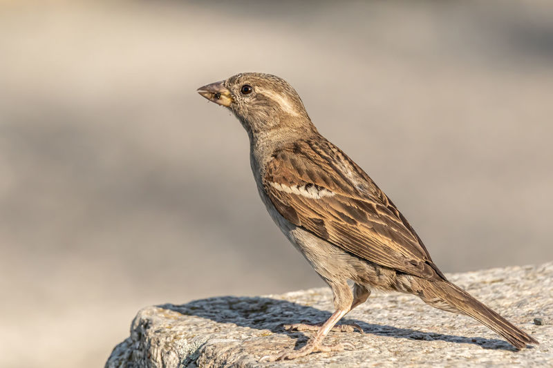 Male house sparrow or passer domesticus is a bird of the sparrow family passeridae