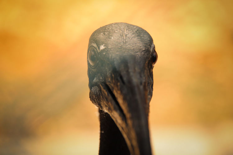 Close-up of an ibis bird head