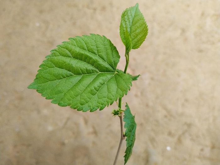High angle view of small plant growing on land