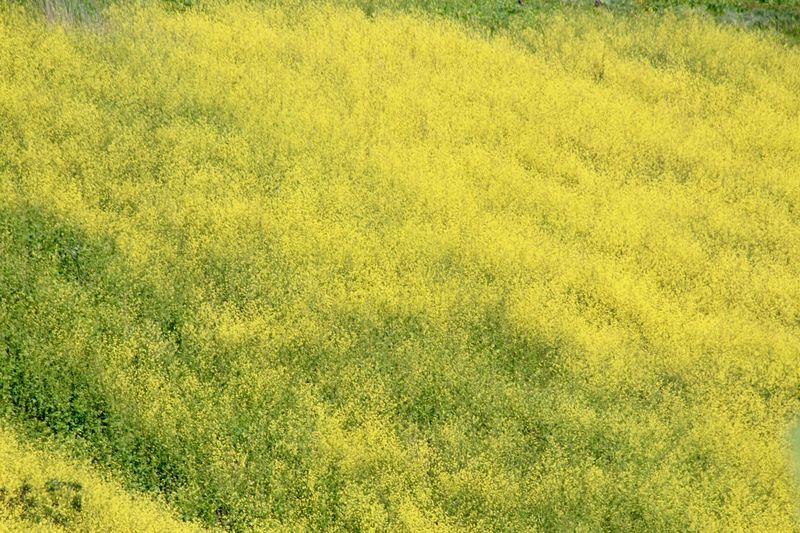 Full frame shot of yellow field
