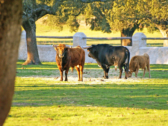 Three bulls at farm