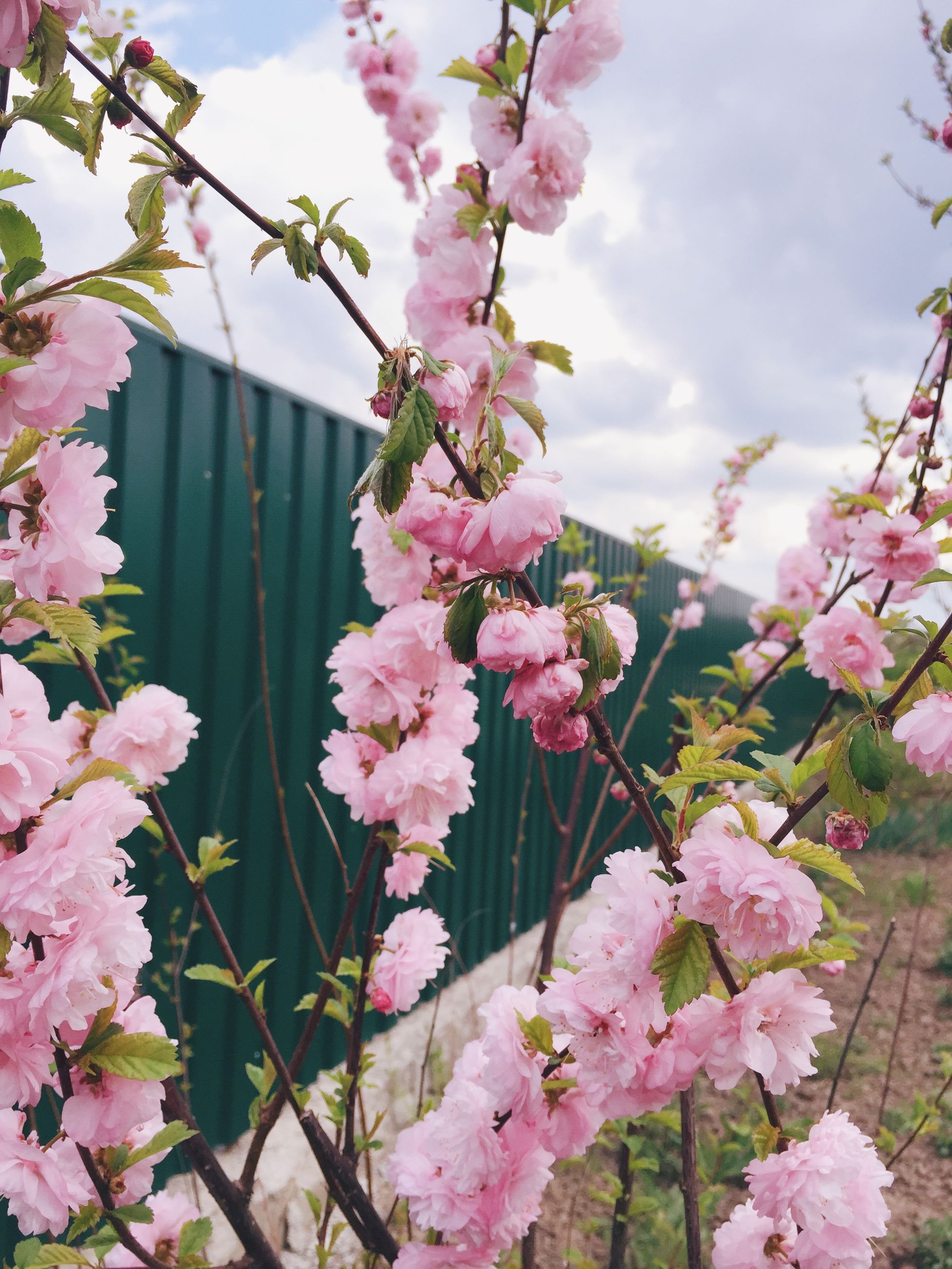 flower, freshness, pink color, branch, fragility, growth, tree, cherry blossom, blossom, cherry tree, beauty in nature, nature, low angle view, pink, sky, in bloom, springtime, fruit tree, twig, blooming