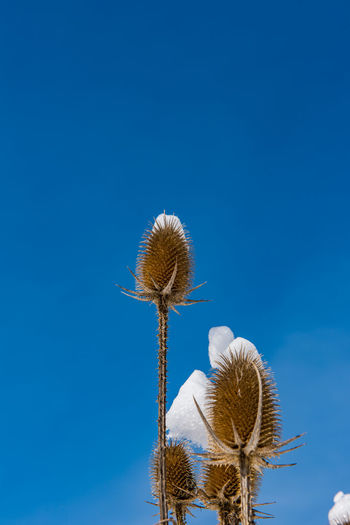 Low angle view of thistle against blue sky