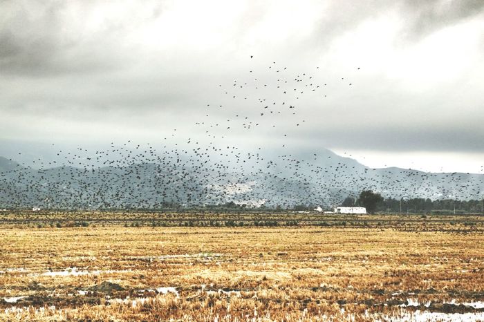 Flock of birds flying over field against cloudy sky