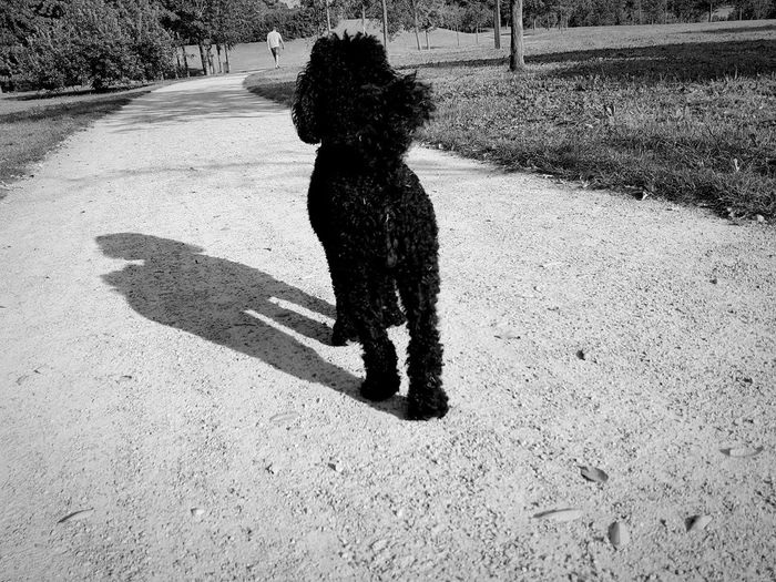 High angle view of dog standing on ground