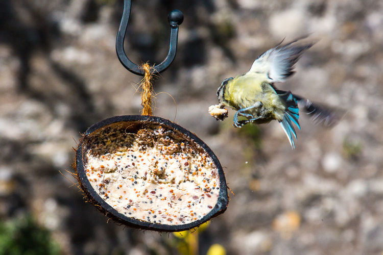 Bluetit flying by feeder