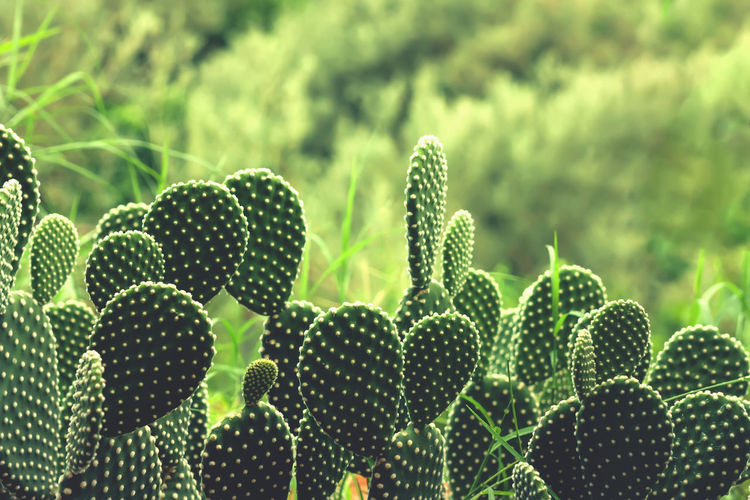 Cactus on nature background, vintage pastel tone color