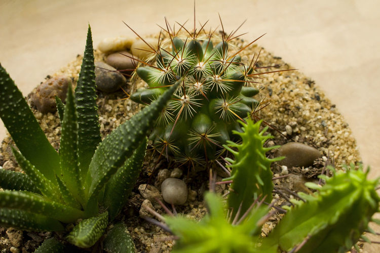 Close-up of cactus plants in terrarium