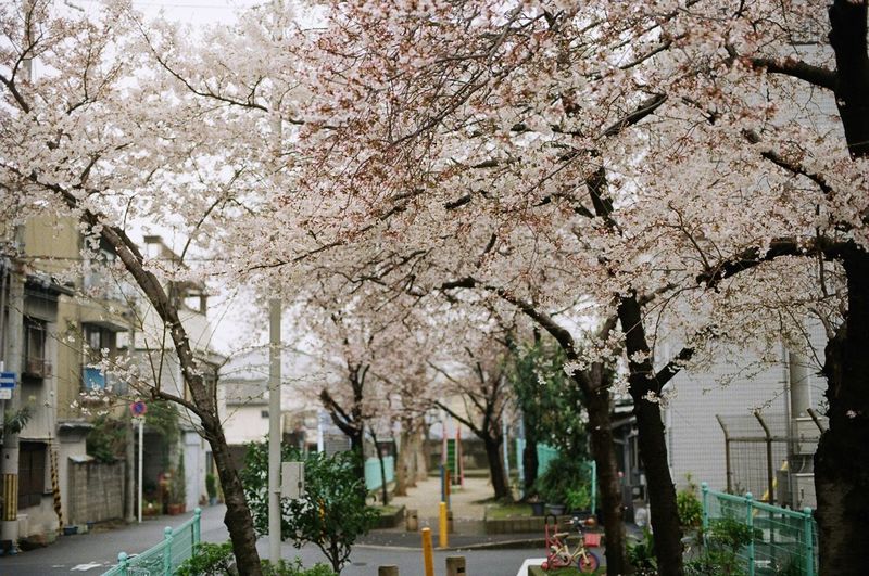 Cherry blossoms in city
