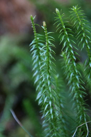 Close-up of fresh green moss