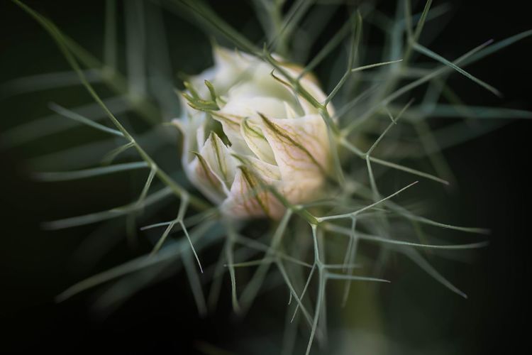Close-up of succulent plant