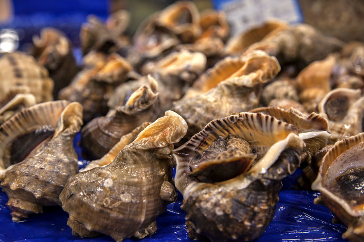 Conch shells at market for sale