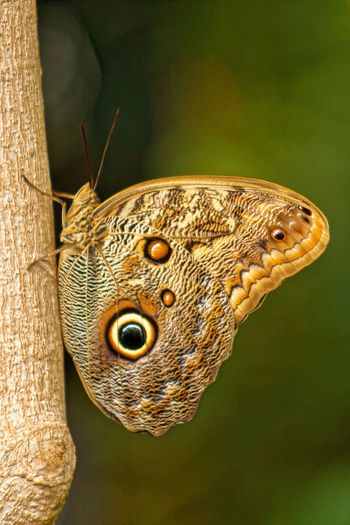 Close up of an animal