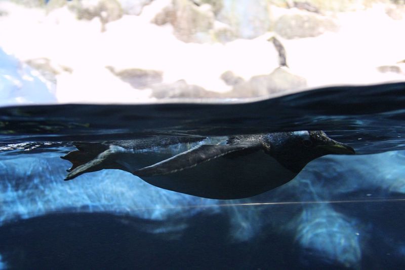 Close-up of penguin swimming in sea