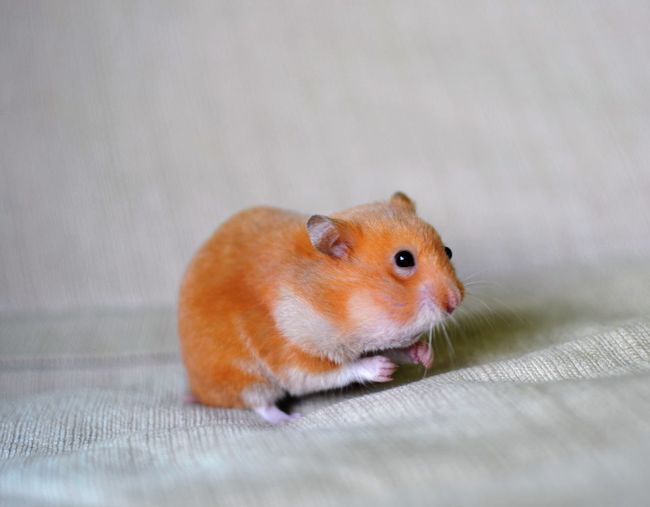 Close-up of a hamster